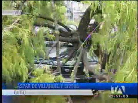 Árbol cayó sobre tres vehículos en el norte de Quito