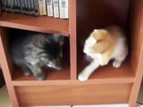 Gattini che giocano