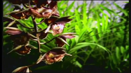 No Jardim de Darwin - O Grande Debate