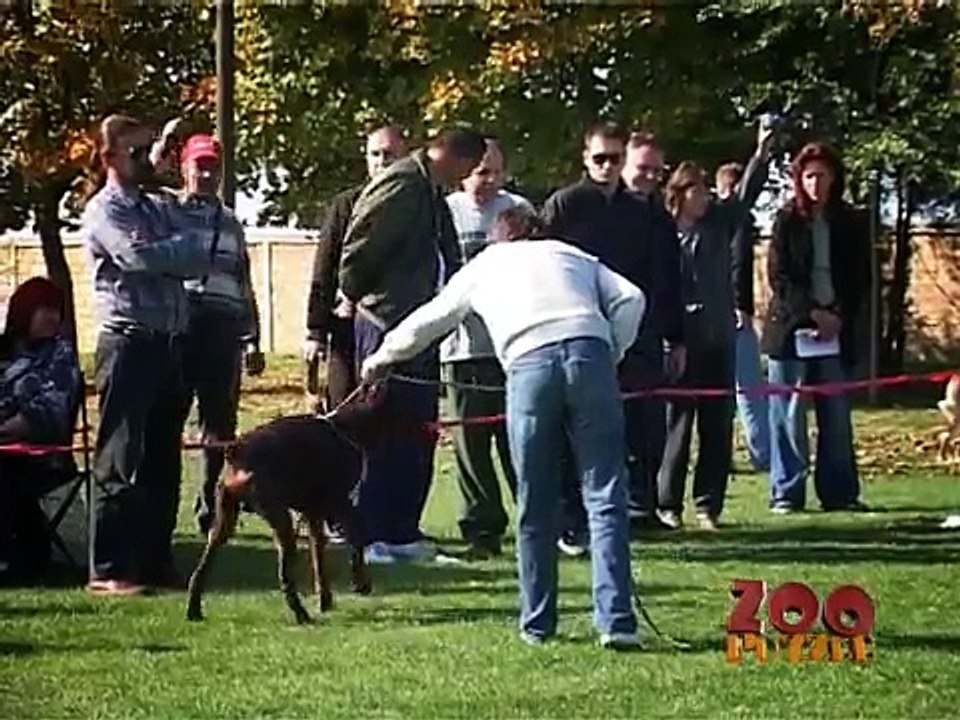 zoo puzzle - doberman