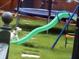 FUNNY VIDEOS    NEW ANIMAL FUNNY VIDEOS   FUNNY VIDEOS OF DOGS  CATS AND OTHER ANIMAL VINES