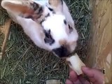 Raising rabbits at Majors Rabbitry-Homestead