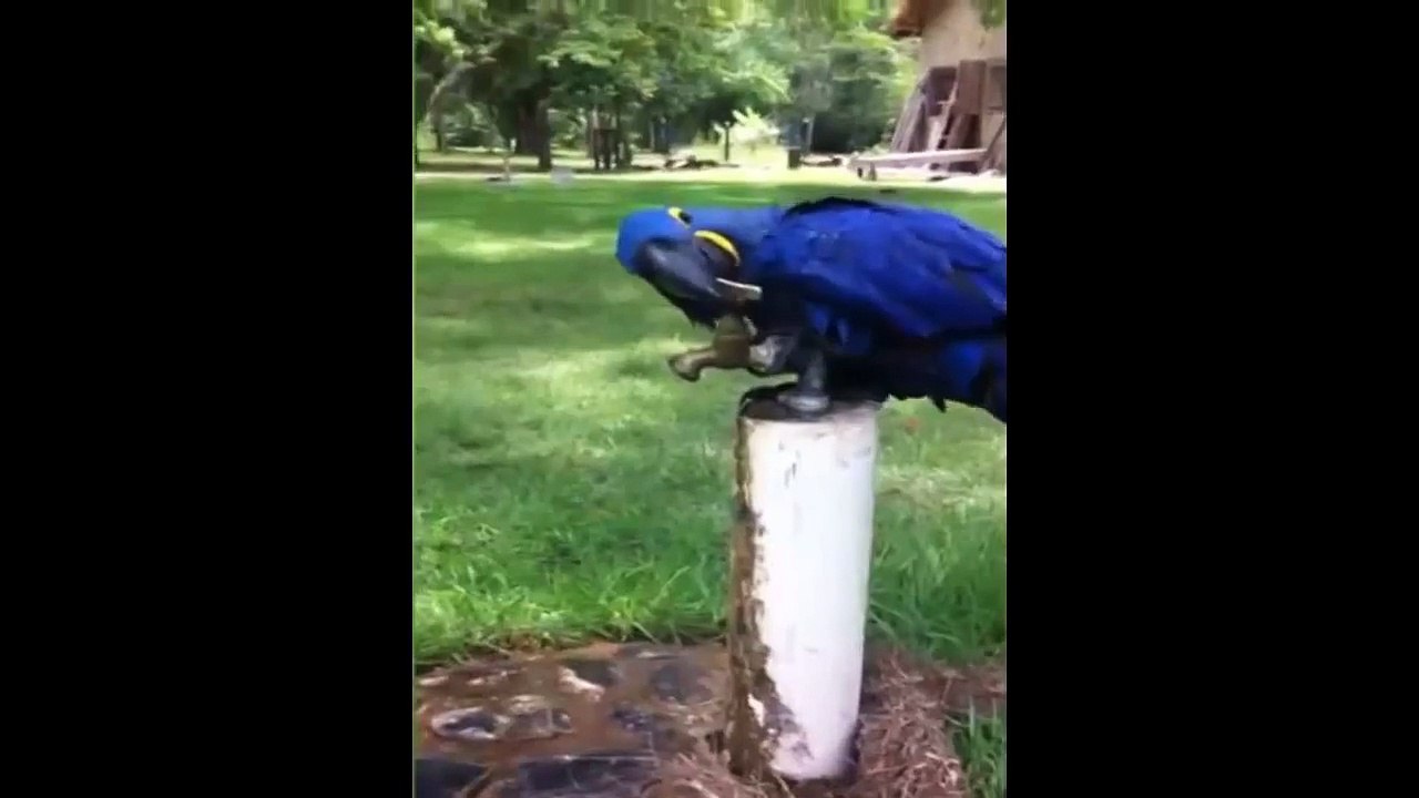 20/01/2015 - ARARA AZUL ABRINDO TORNEIRA E TOMANDO BANHO