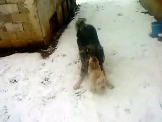 Kangal vs Sarplaninac (borba do smrti)