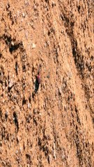 سبحان الله يرزق من يشاء