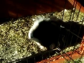 Meine Meerschweinchen und der Hund im Garten