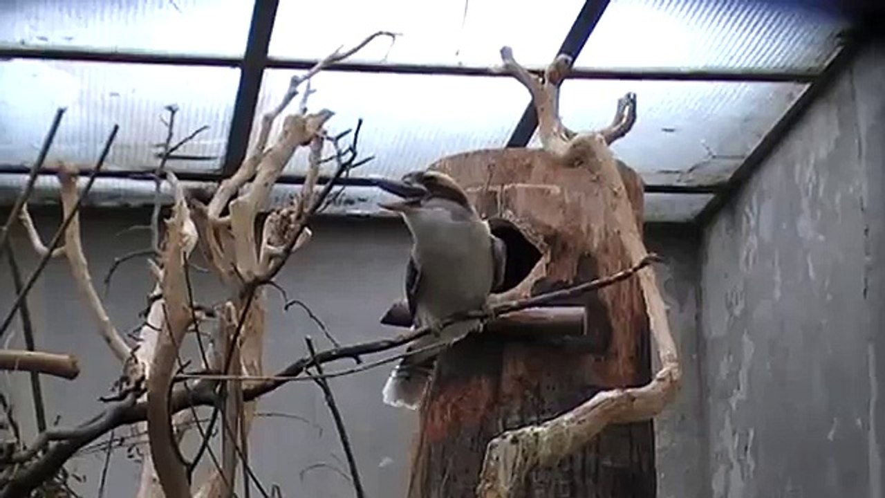 Kookaburra Laughing...