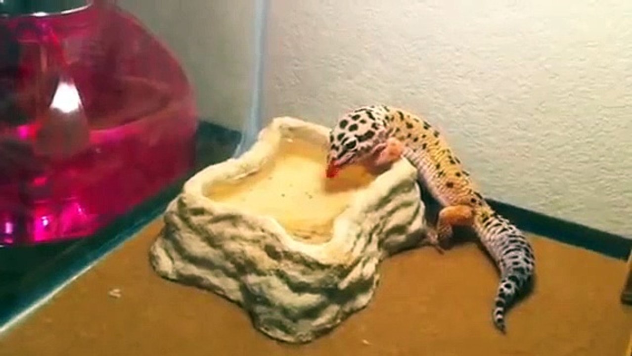 Lizard drinking water