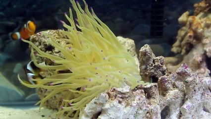 My Clown fish hosting anemone in 10 gallon nano saltwater tank