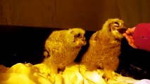 Baby Great Horned Owls