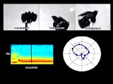 Directional Sound Radiation in a Red-Winged Blackbird Song