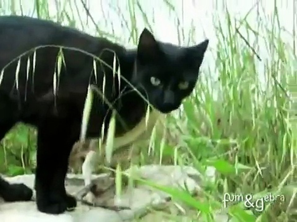 La lechuza y el gato