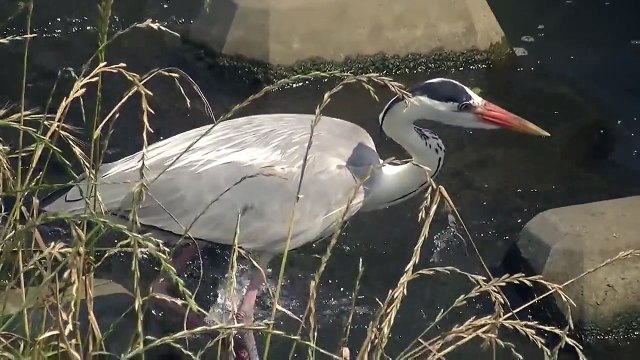 Grey Heron catches a Fish in the Maioka River (July 2011)
