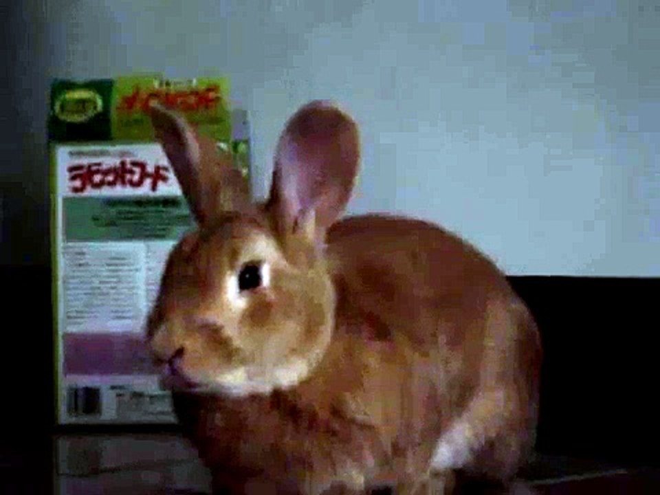 兔子