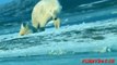 Live birth of polar bear twins ☆ Animals Giving Birth