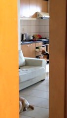 What my Beagle does when we aren't home  安妮呦‧雀斑古咕