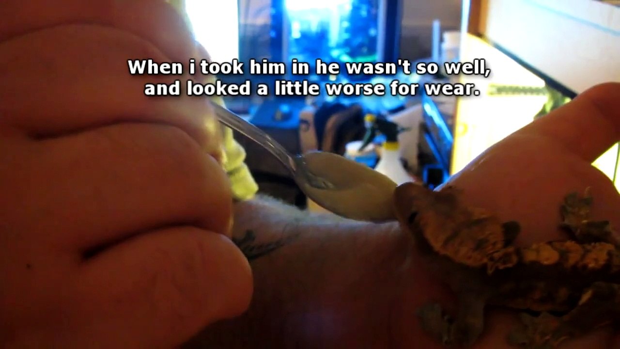 Hand Feeding a Crested Ghecko