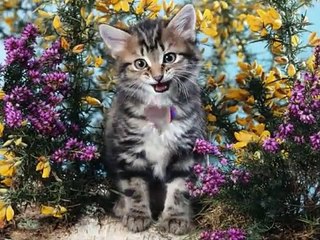 Akcent - Cel Mai Dulce Cadou