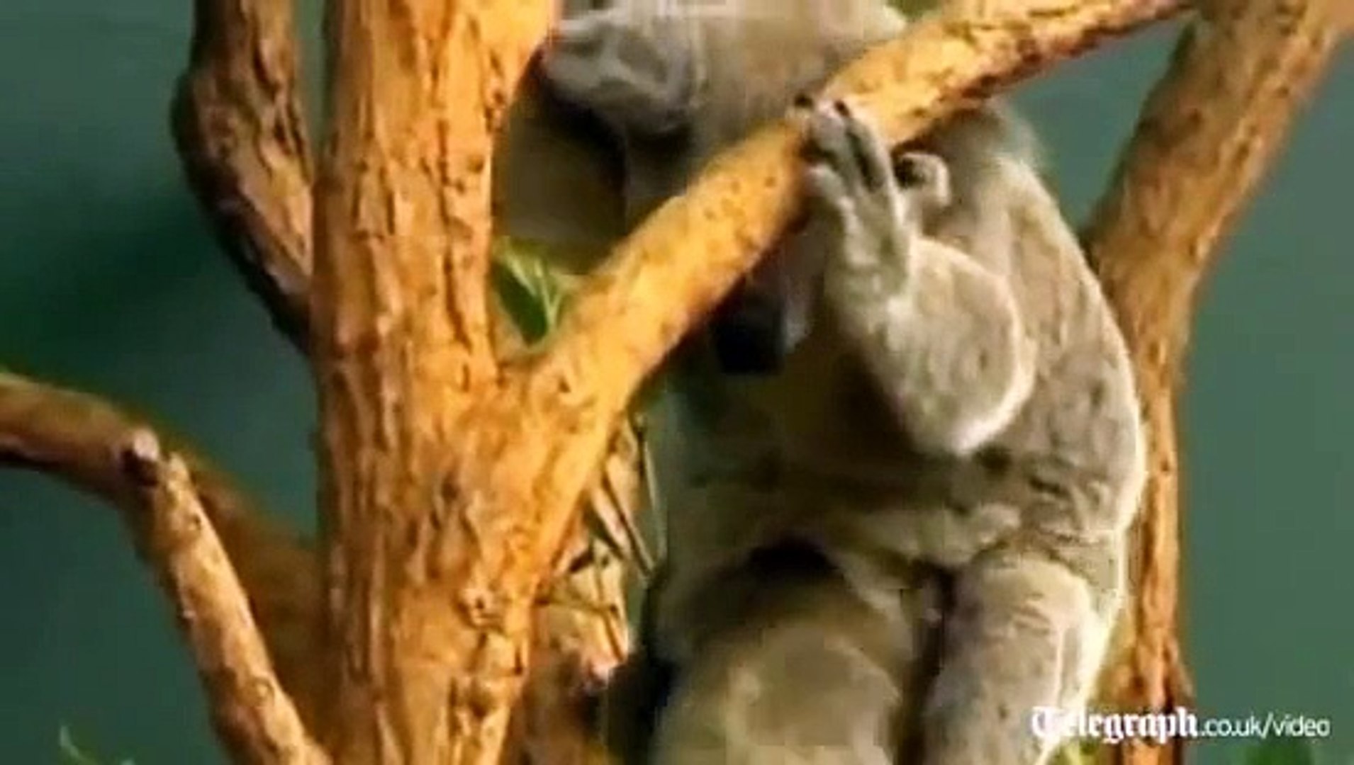 Rare White Wombat, Baby Koala, Baby Pygmy Hippo