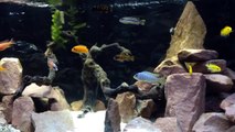 Malawi African Cichlid Tank Upgrade