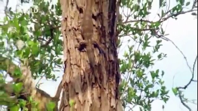 Leopard Wild Life Documentary - National Geographic - Cats and HumanS