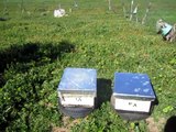 الاحتراف في تربية النحل - تقسيم خلية النحل الجزء 1