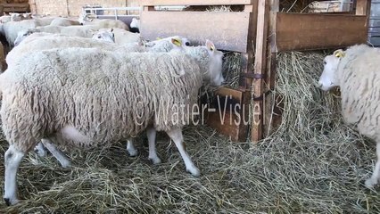 Brebis Mouton de race Charmoise mangeant du foin en bergerie 120128M041