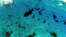 Maui GoPro Underwater Video Travel Tuesday Hawaiian Island Trip