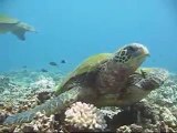 Honu Hula (Hawaiian Sea Green Turtle Ohana) by Turtle Trax