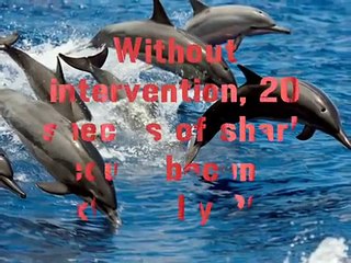 Bite Back Shark and Marine Conservation