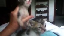 Dotties Rescued Orphaned Kittens