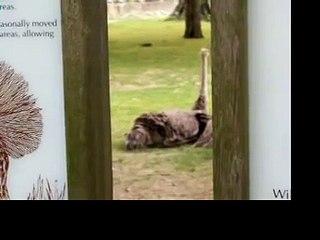Ostrich Laying Egg