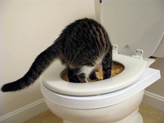 Leo using his CitiKitty toilet seat for the second time