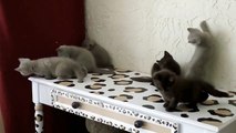 British Shorthair kittens supper cute funny and adorable.