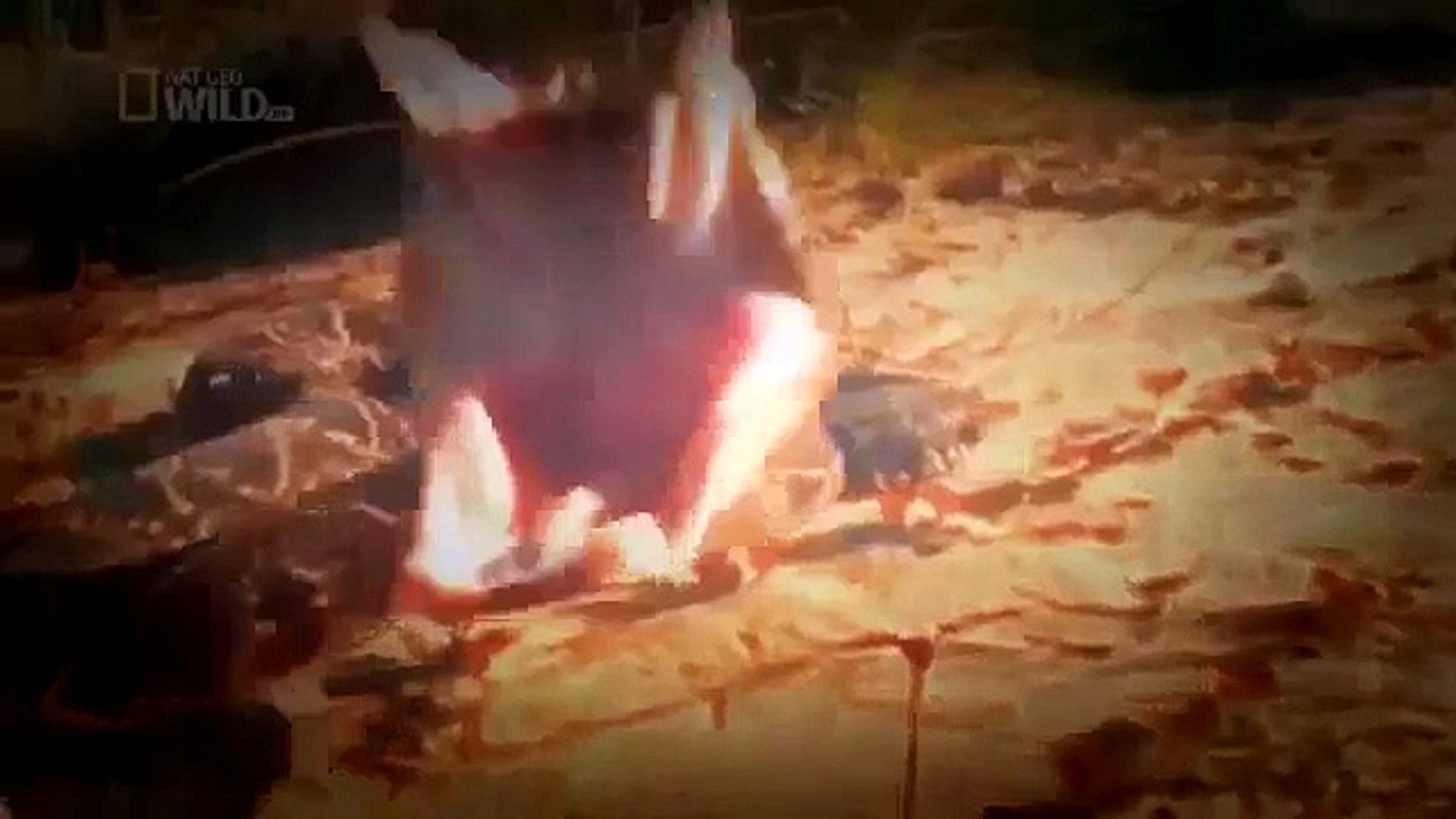 ⁣Recorded Best 20 Animal Attacks (Wild Attack Documentary)