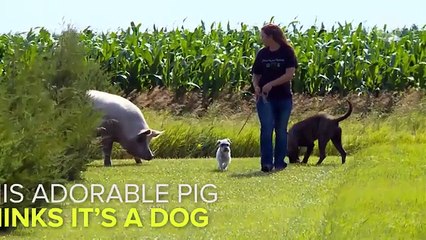 Pig Thinks It's A Dog, Eats Bacon