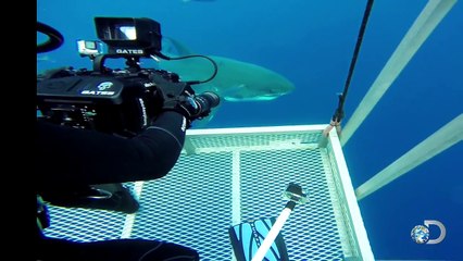 The Daily Shark Feed with Jeff Kurr