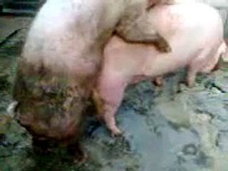 L'accoppiamento dei maiali con vocalist LeoTatanka