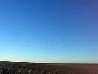 Bandadas de Anser anser, Doñana