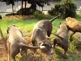 American Pit Bull Terrier - Bully Brasil