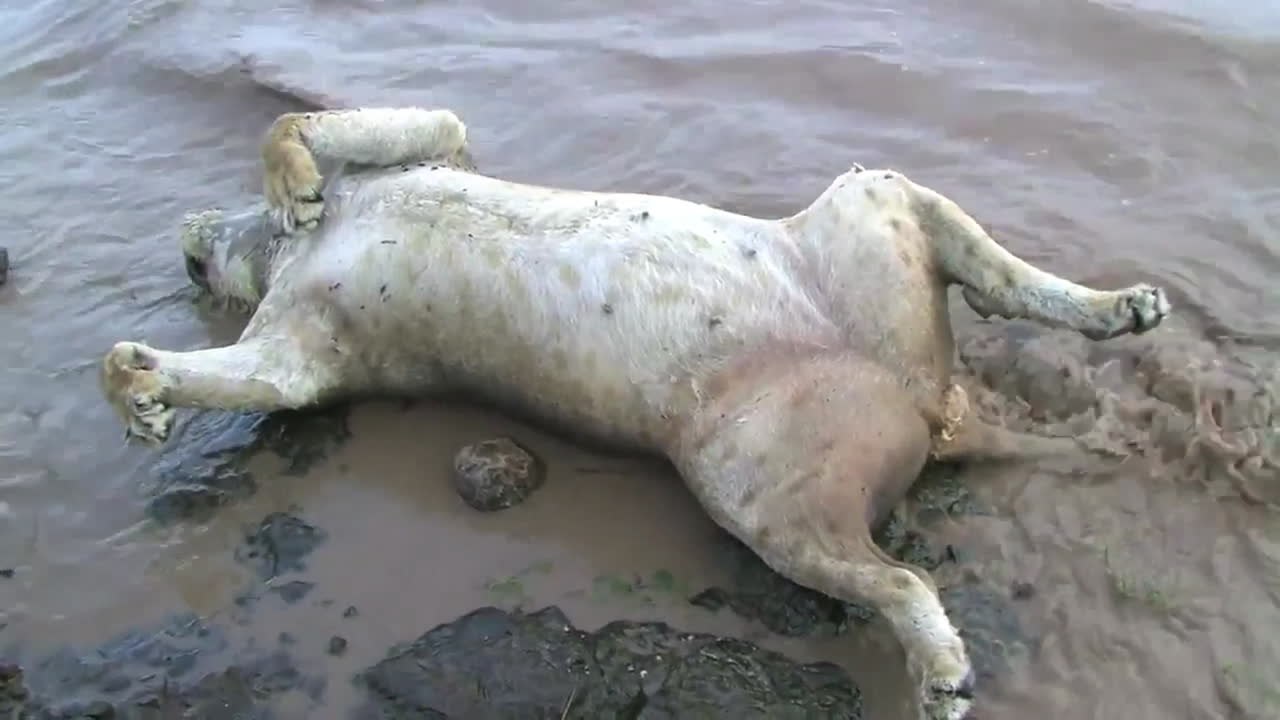 Heartbreak! Ten Endangered Lions Killed in India Monsoon