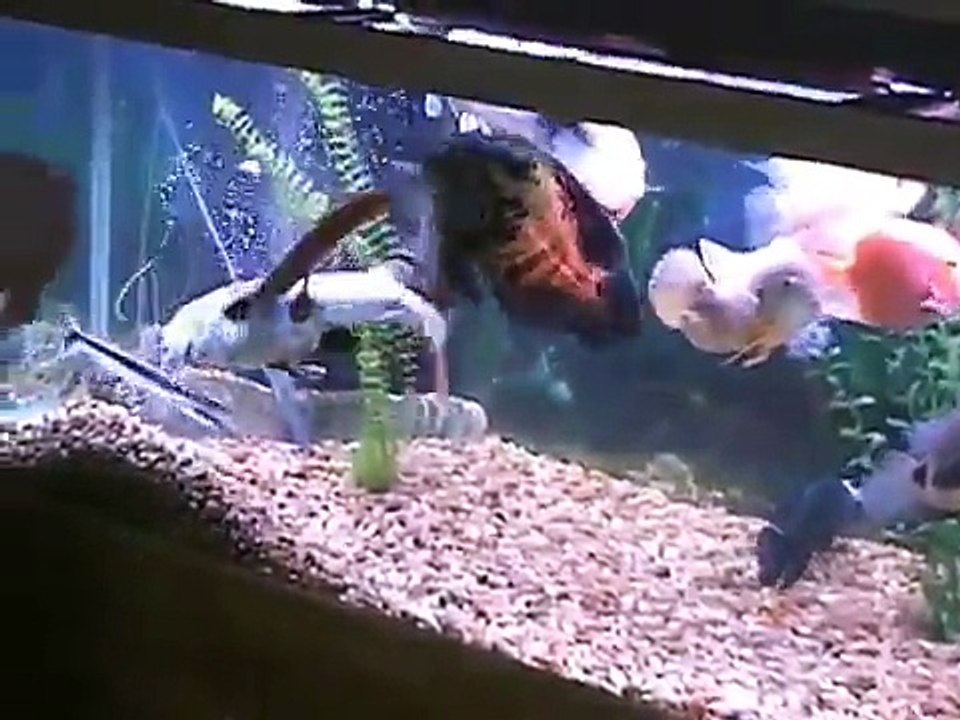 Christopher Feeds Monster Fish