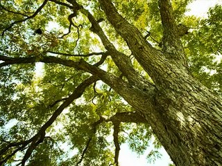 花のワルツ チャイコフスキー