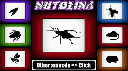 Cricket sound - Cricket sound effect - Cricket sounds