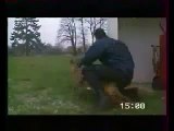 POLICE K9 DOG ATTACKS DURING TRAINING