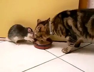 مواقف مضحكة قطط