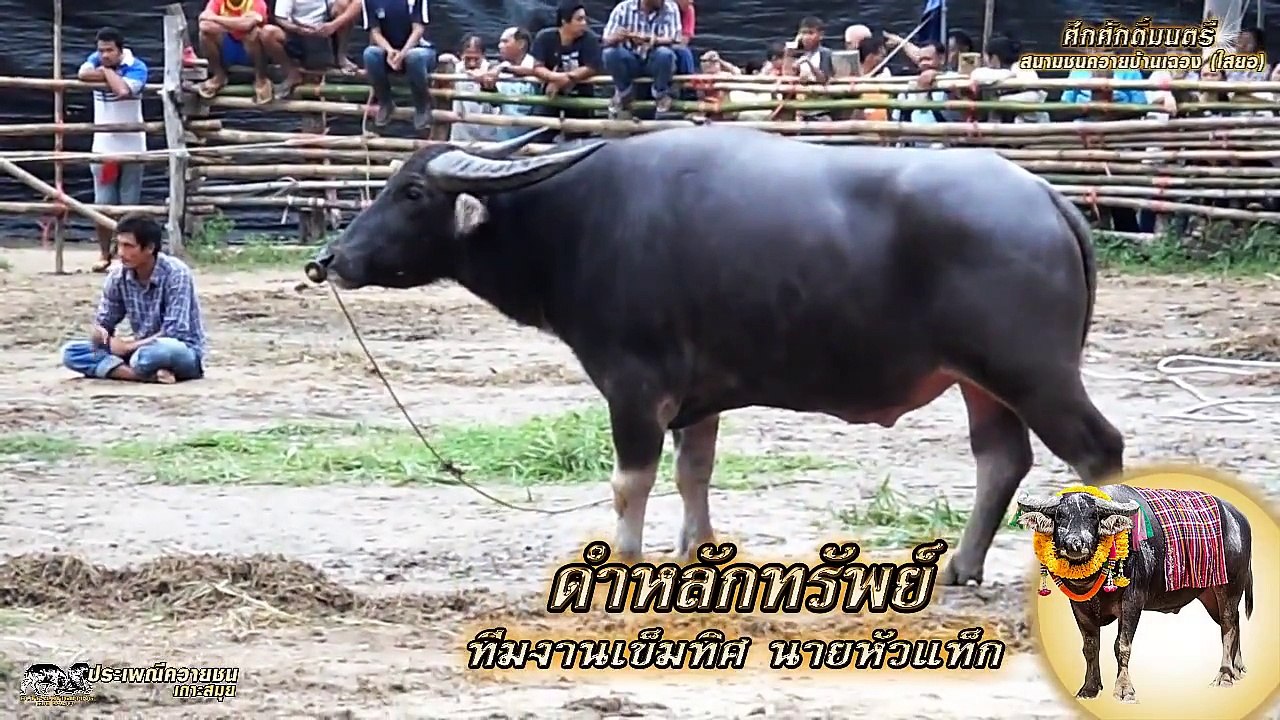 ประเพณีควายชนเกาะสมุย ดำสิงห์นัยเนตร vs ดำหลักทรัพย์