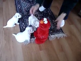 TMX Elmo & 4 Cute puppies Blattner