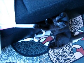 The Incredibles Miawxperts: funny cats making experiment with weighing scales "Kern"