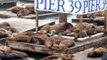The Famous Pier 39 Sea Lions! (HD)